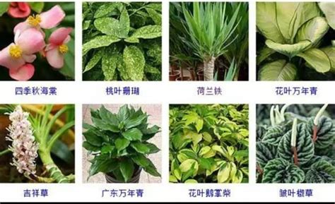 水培 植物|你知道嗎？這68種植物都可以水培！（附水培養護要。